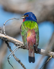 Male Painted Bunting in the Wichita Mountians