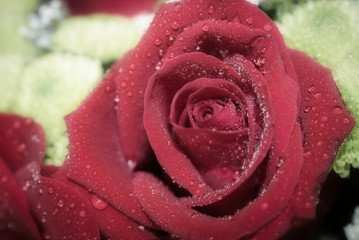 This unique photo shows a bloom of a red rose with fine drops of water