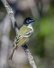 Black0capped Vireo in the Wichita Mountains