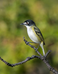 Black0capped Vireo in the Wichita Mountains