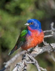 Male Painted Bunting in the Wichita Mountians