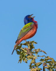 Male Painted Bunting in the Wichita Mountians
