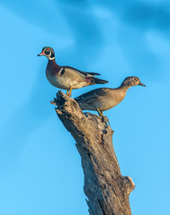 A pair of Wood Ducks in a tree