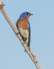 Fototapeta premium Male Eastern Bluebird