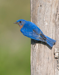 Male Eastern Bluebird