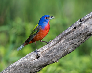 Male Painted Bunting