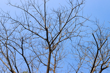 Beautiful tree on blue sky background