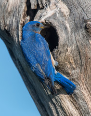 Male Eastern Bluebird on a tree