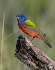 Male Painted Bunting