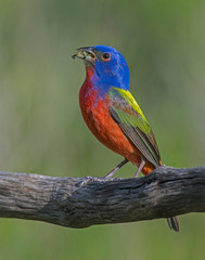 Male Painted Bunting