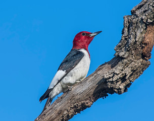 Red-headed Woodpecker