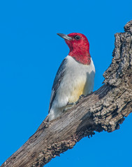Red-headed Woodpecker