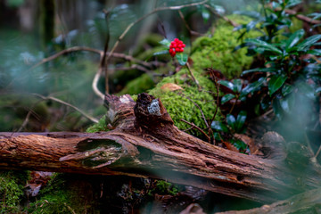 a fallen tree in the forest 