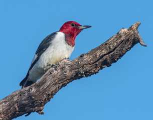 Red-headed Woodpecker