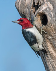 Red-headed Woodpecker