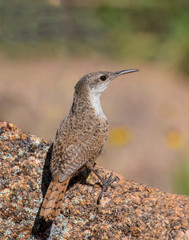 Canyon Wren on a rock