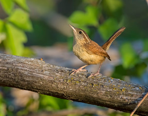 Carolina Wren on a perch