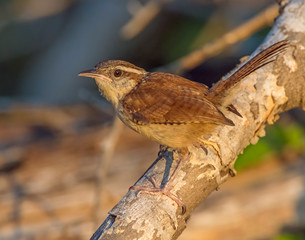 Carolina Wren on a perch