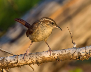 Carolina Wren on a perch