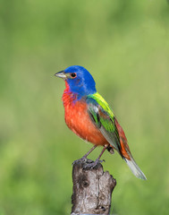 Male Painted Bunting