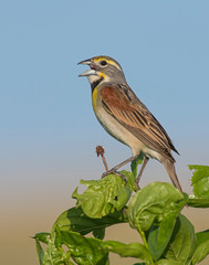 Dickcissel on a perch