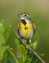 Dickcissel on a perch