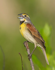 Dickcissel on a perch