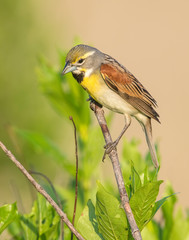 Dickcissel on a perch