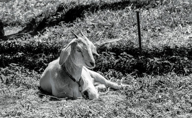 goat on the grass