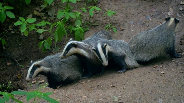 European badger (Meles meles) scratching belly