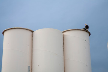 bald eagle on storage tanks