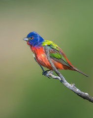 Male Painted Bunting