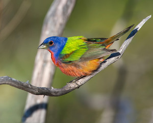 Male Painted Bunting