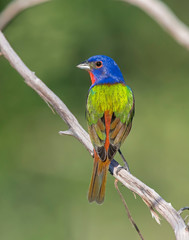 Male Painted Bunting