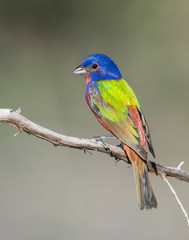 Male Painted Bunting