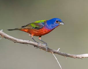 Male Painted Bunting