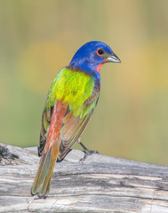 Male Painted Bunting