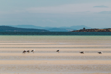 Naklejka premium view of Dunalley Beach in Tasmania, Australia with sandbanks and shallow pristine water