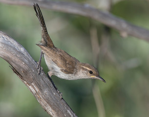 Bewick's Wren on a perch