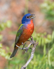 Painted Bunting male