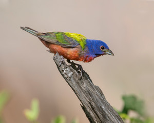 Painted Bunting male
