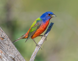 Painted Bunting male