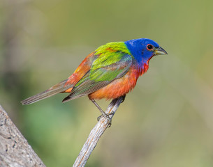 Painted Bunting male
