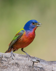 Obraz premium Painted Bunting male