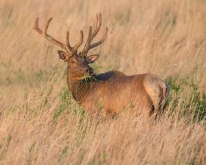 Bull Elk in velvet