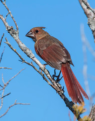 Immature male Northern Cardinal