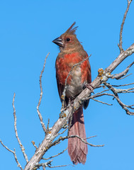 Immature male Northern Cardinal