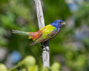 Painted Bunting male