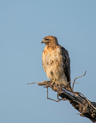 Red-tailed Hawk perched on a branch