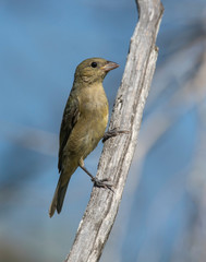Immature Painted Bunting